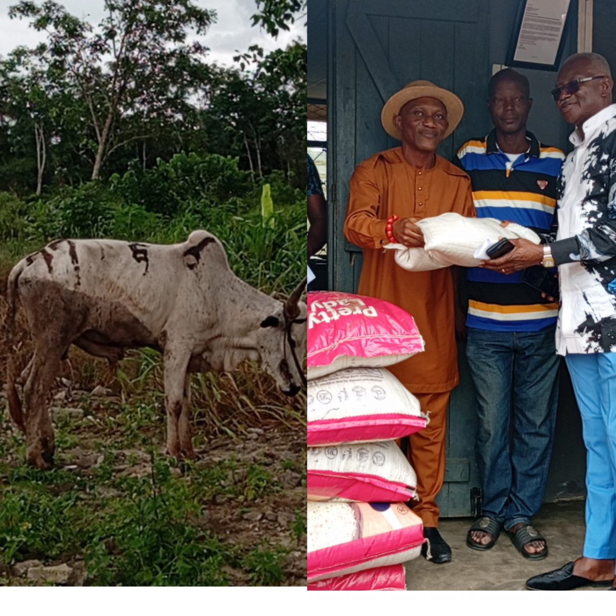 Taiga Rice Former UPU PG, Taiga Presents Live Cow, Rice To Okuama IDP Camp ...